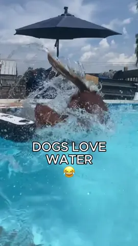 Dogs and water 😂😂 #funnydog #dog #dogs #dogsoftiktok #funnyanimals #funnypets 