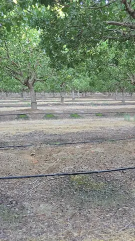 #vallyagharvest #califirniafarms #californiapistachios #pistachios