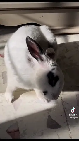 🚨NECESITAMOS DE SU AYUDA PARA LOCALIZAR A NUESTRA CONEJITA🚨 Mi conejita Lola está perdida 😞  Se extravió por la zona de La Cañada, la calle atrás de 