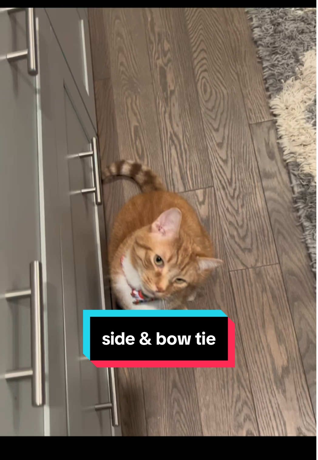 Side eye & bow tie #catsoftiktok #talkingcat 