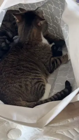 Milo and Luna in the clothes hamper #cattok #catsoftiktok #pets #adorable #cute #playfulcats 