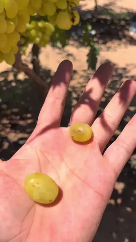 Lo que siembras cosechas :pp | Parte 2 #contenido #sonora #mexico #exportación #frutas #uvas