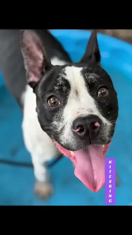 Kitestring is all puppy pants and adorable spots. She’s got the most unique, beautiful markings, a bouncy energy, and a serious case of loving life. The bigger the stick, rope, or baby pool the better! You can see her little ears working overtime as she listens to everything around her. She’s smart, curious, and always ready for the next adventure. She doesn’t get much time outside, but she lives for every minute of it. She’s eager — eager to have fun, to keep learning, and most of all, to be with people. Kitestring is ready for a home that’s just as lively and full of joy as she is. Come meet this little firecracker!   #adoptdontshop #dogsdeservebetter #rescuedismyfavoritebreed #chicagodogs #caccdogs #chicagoshelterdogs 