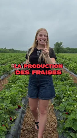 Du champ de l’île d’Orléans jusqu’aux tables Normandin : la cueillette des fraises est un processus bien plus complexe que vous pensez! 🍓☺️ #normandin #çafaitplaisir #fraisesduquébec #produitslocaux #faitauquebec #saveursdici #îledorléans #menuestival #saveursdété #explore #fruitsquébécois