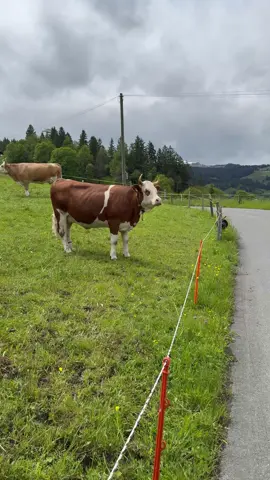#قرية جريندالفالد_سويسرا🇨🇭