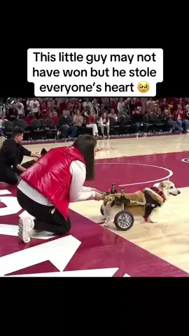 Go little guy go 🥹❤️ (via JackAllenTV/X) #dog