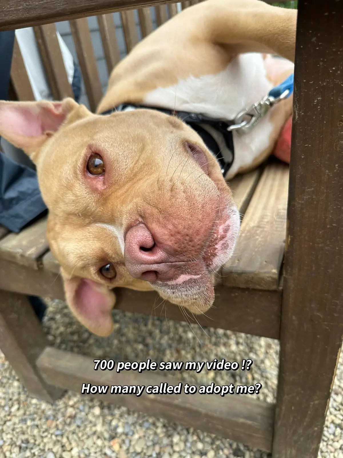 Michelangelo is still waiting for his forever home. We know his perfect person will come along someday, we just hope that day is soon! 🥹 - Please call the shelter to set up a meet with Michelangelo - see website for contact info 📲 - Go to > BereaAnimalRescue.com , to learn about Michelangelo and other fur babies! 🐶🐱 #greenscreensticker #adoptdontshop #rescueshelter #animals #animalrescue #animalsoftiktok #rescuedog #dog #trending #dogsoftiktok 