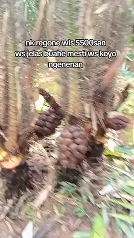 lekas 6000  #petani #salak #wonosobo #fyp #viral 