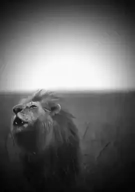 الاسد عندما يغضب سبحانه الله #ايسو_مصر😎 
