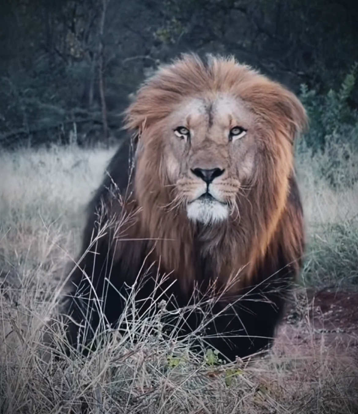 Keenly aware 🏴‍☠️🔥                #lion #lioncoalition #liontiktok #fyp 