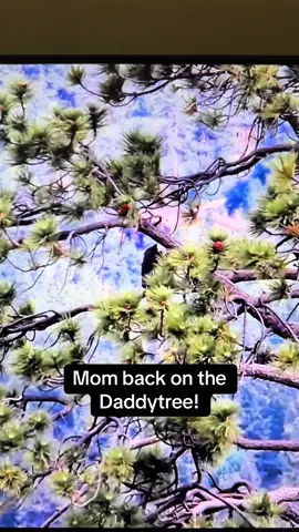 I’ll take it! 1st time in 3 days.. #FOBBV #bigbearvalley #Shadow #jackie #jackieandshadow #flyeaglesfly🦅 #flyeaglesfly #bigbear #Daddytree #Sunny 