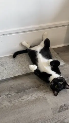 Of course we had to try it … #catsoftiktok #concreteforcats #catsandconcrete #concreteslab #tiktoktrend 