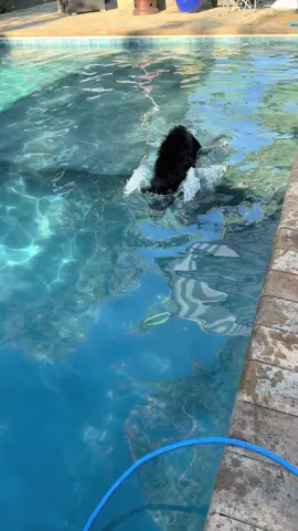 Watching this girl dive❤️#crazysage #dogdiving #pooldaysbelike 