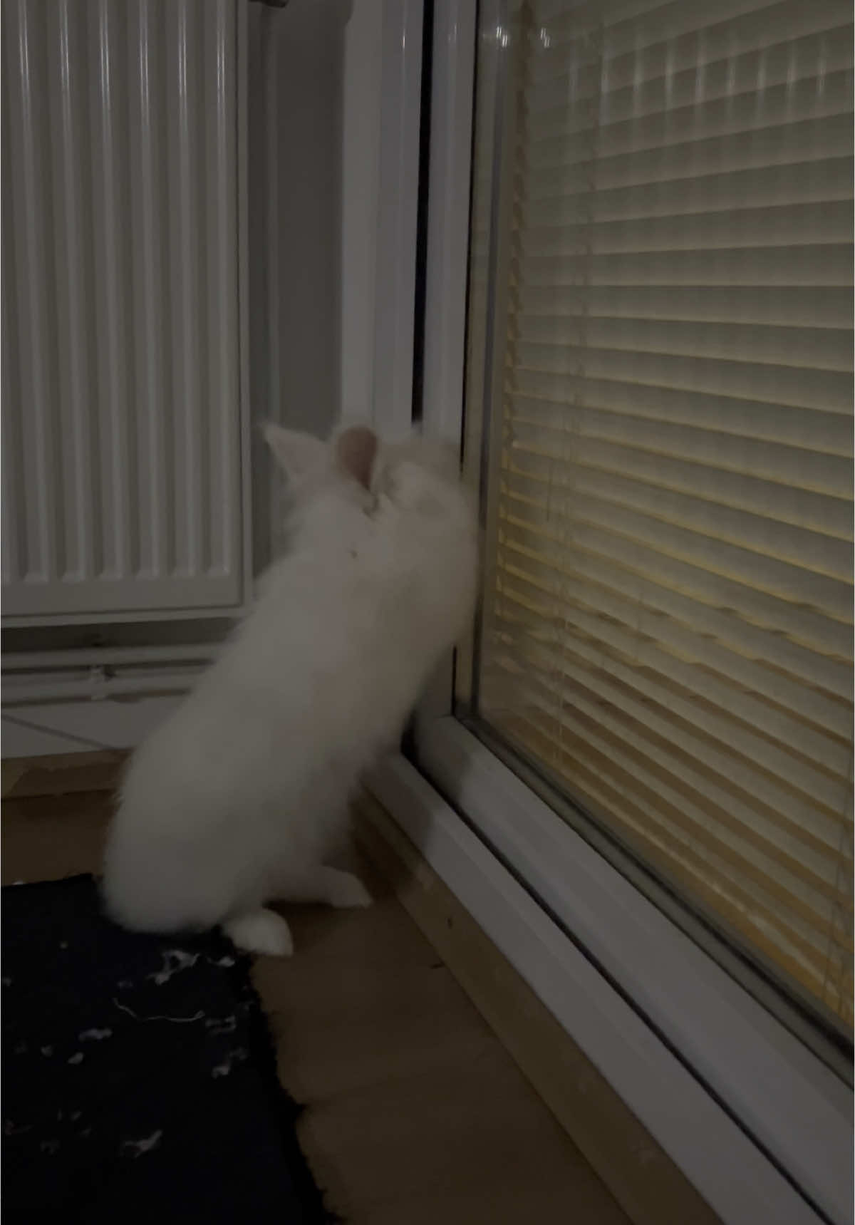 Why don’t you leave the door open?! I told you not to close the door! #missbubbles #fyp #lionheadrabbit #bunny 