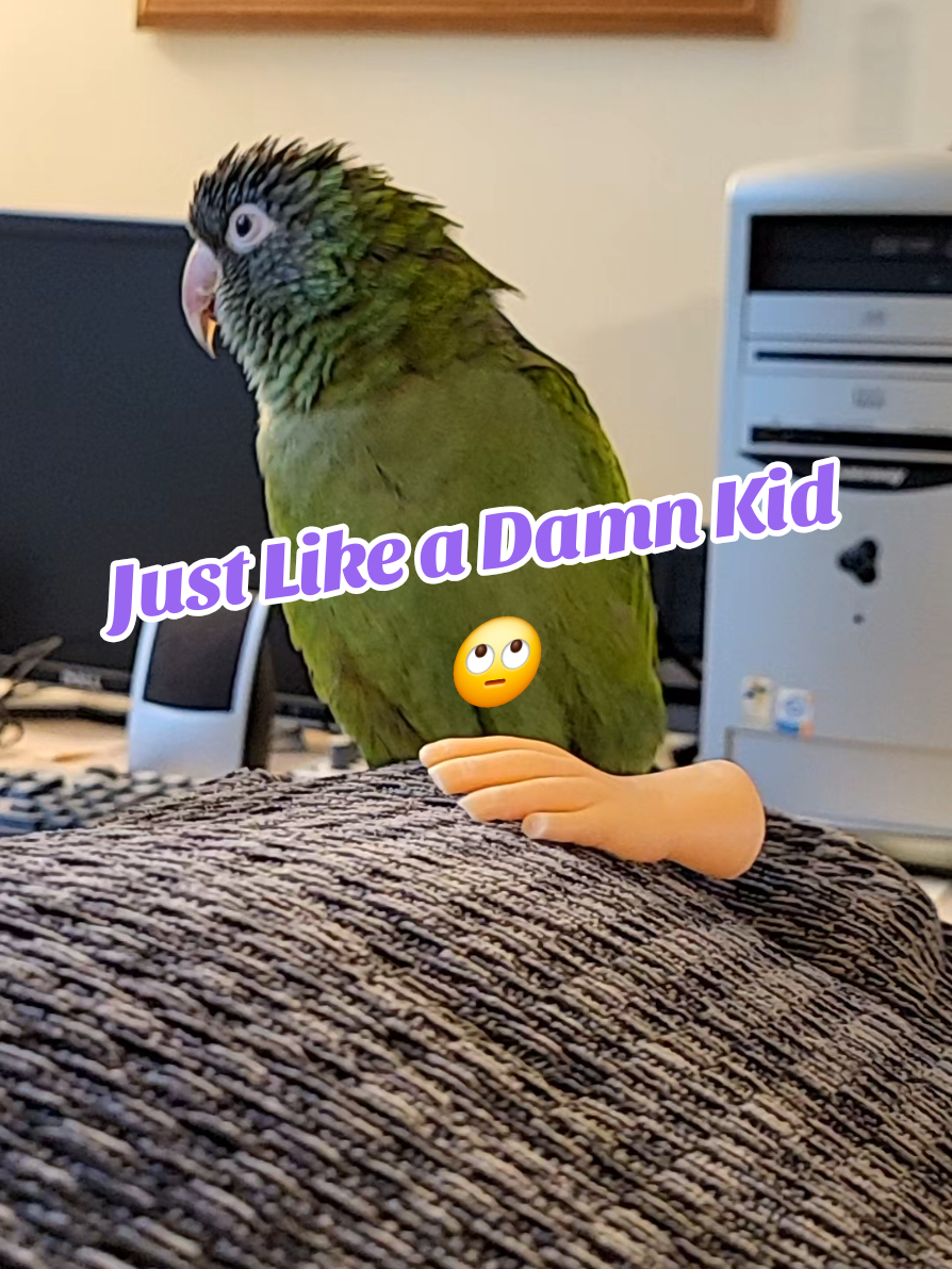 Just Like a Damn Kid 🙄 #talkingbirds #cutebirds #birdsoftiktok #parrotsoftiktok #bird 