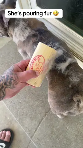 My little girl needed this shedding tool so bad! 🤩 look at all that fur coming off her! Wow this is a must have if you have pets! #pets #animals #frenchies #fur #dealsforyoudays 