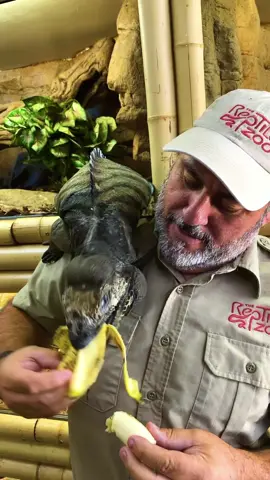 Meet Beckam the friendliest iguana today and his favorite treats are bananas! 🍌🦎 He is so sweet and gentle, and even loves being petted over food sometimes🥰 It’s always awesome to see how these reptiles can have such unique personalities. Feeding him and hanging out is always so wholesome 🌞💚