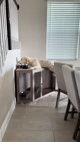 I fear I would be kicked out of the villa for my (lack of) cooking skills…  #loveislandusa #dogsoftiktok #dog #dogs #LoveIsland #peacocktv 