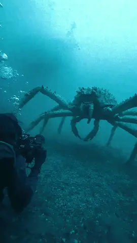 Filmed by a team of Japanese marine biologists during a deep-sea survey near the Izu Peninsula, this rare footage shows a Japanese spider crab (Macrocheira kaempferi) slowly moving across the seafloor at a depth of nearly 300 meters. With legs spanning up to 12 feet, these deep-ocean giants are among the largest arthropods on Earth. The biologists were able to get within feet of the crab before it retreated away.  #fyp #foryoupage #ocean #oceanlife #crab #deepsea #marinebiology #biology #japan #pacificocean #izupeninsula #wildlifephotography #gopro #nationalgeographic #wildlife #nature #ai #aiart #artificialintelligence #klingai #kling #midjourney #veo3 #veo #googlegemini #nvidia 