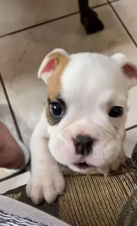 #fyp #parati #foryou #foryoupage #viral #dog #dogsoftiktok 🥰🤍🫣🐶