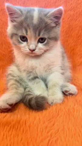 #funnycatsoftiktok😂😂😍cute #kitty #cats #kittens #fyp #catlover #rek #viral #meow #catsoftiktok #viralvideo #funny #foryou #pet #cat #trending #рек #cutecat #cute 