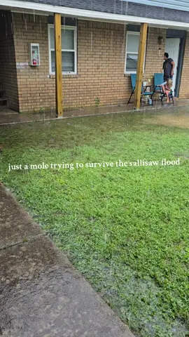 WHY IS NOBODY VIEWING THE OTHER VIDEO!?!!!! just a mole trying to survive the sallisaw flood. #sallisaw #flood #mole #animal #oklahoma #fyp #fypp 