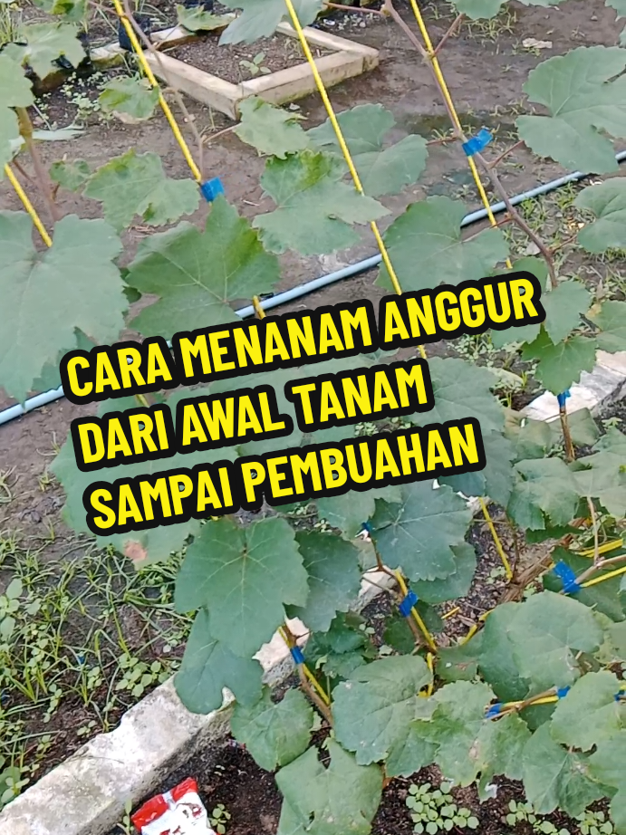 CARA MENANAM ANGGUR DARI AWAL SAMAPAI BERBUAH part 1 #buahanggur #tanamananggur #tutorialtanamanggur 