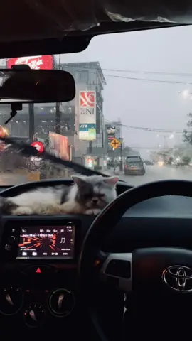 🐈‍⬛