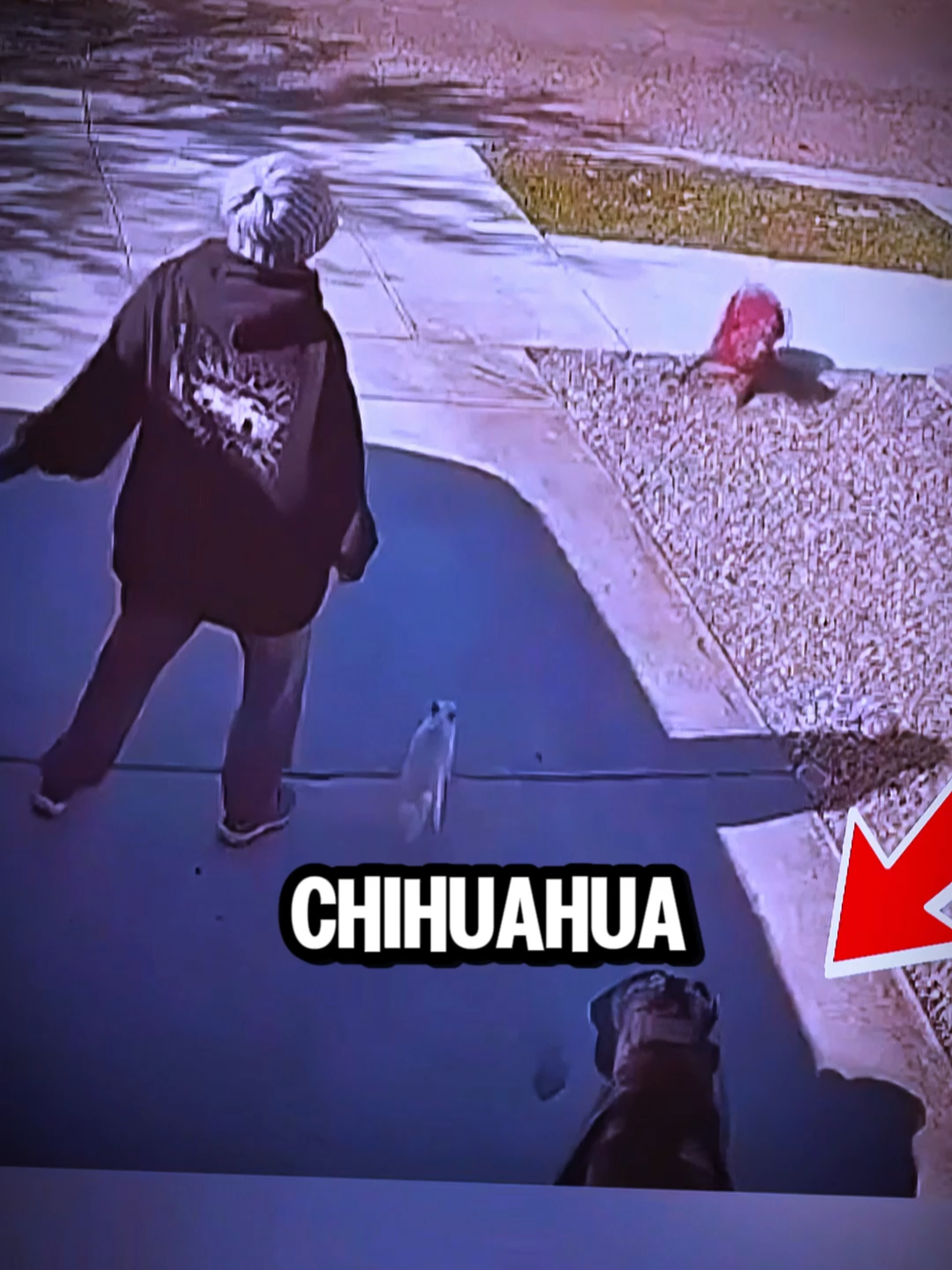 Cane Corso Salva A Chihuahua De Un Ataque 🐾🔥  #reelsfacebook   #reelsviralシ   #viralpost   #tendencia   #reelsfypシ  #viralvideoシ
