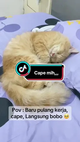 Baru pulang kerja, langsung minta bobo dikasur,,, #fypシ #fypシ゚viral #fyppppppppppppppppppppppp 