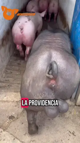 ✅Productividad real, desde la genética.                        Hembras F1 listas para transformar tu granja. 🐷 🐖💪🏾Semental cárnico seleccionado por eficiencia alimenticia y ganancia diaria de peso. ‼️La cruza ideal para camadas uniformes, lechones vigorosos y madres longevas.                 🔹 Hembras F1 (80–100 kg) 🔹 Semental cárnico en desarrollo 🔹 Genética con excelente conversión alimenticia 🔹 Ideal para producción de lechón de abasto 🔹 Garantía de fertilidad y celo 📲 Cotizaciones y entregas en toda la República: 438 123 44 54 ##EntregaNacional##GenéticaPorcina##F1DeRendimiento##ProducciónEficiente##GranjaPorcinaLaProvidencia##DesdeMichoacánParaMéxico##CerdosDeCalidad##LechónDeAbasto##PorciculturaModerna📦 Solicita tu paquete hoy. Granja Porcina La Providencia.”