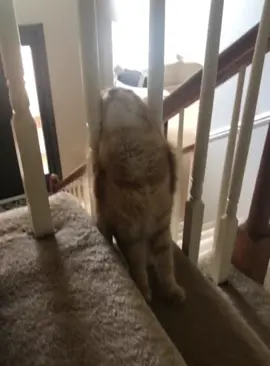 Funny cats on the stairs #cat #funnycat #cats #funnyvideos #fyp 