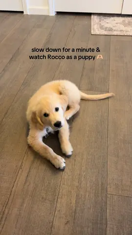 Tiny Rocco Taco Tuesday 🫶🏻🤍#goldenretrieverlife #goldenretrieverpuppy #puppy #cutedog 