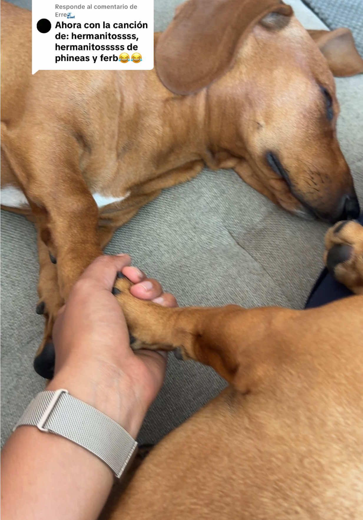 Respuesta a @Erre🌊 😅 se aman o se aman, aunque sea dormidos 🤭#hermanos #humor #cutedog #dachshund 