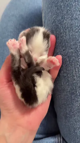 Małe życie w mojej dłoni 🥰#cats #kitten #scottishstraight #scottishfoldlovers #catstagram #slodkiemisie #foryou 