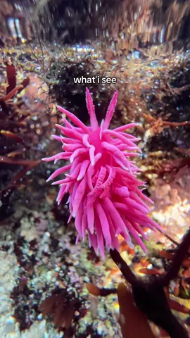 slugs slugs slugs slugs slugs 🪸🐌#tidepool #nudibranch #seaslug #tidepooling #marinelife #californiacoast #socal 