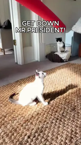 Cat in slow motion #cat #catsoftiktok #pet #PetsOfTikTok #funnycat #funnypets #funnyanimals #catlover #fyp 