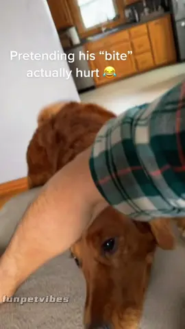 Funny golden retriever the best dog ever#dog##dogsoftiktok #doglover #goldenretriever #funnydog#fyp