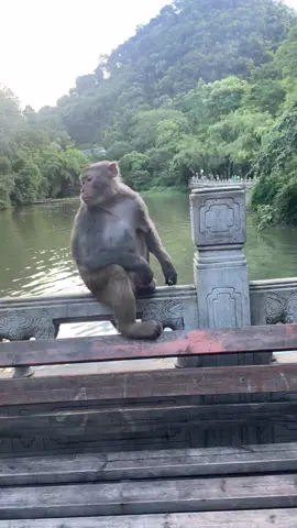 #monkeysoftiktok #monkey 