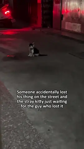 Same situation 😭 #cat #kitty #straykitty #straycat 