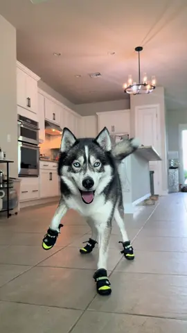 I feel like the spare should be sleeping with 1 eye open tonight…  #dogsoftiktok #dogsoftiktokviral #husky #huskies #dogs #dog 