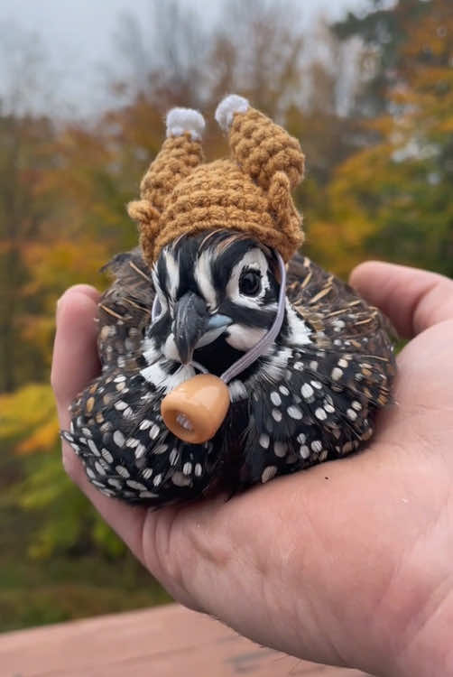 Have you ever seen such a small bird?#tiktok #animal #Love #cute #foryou 