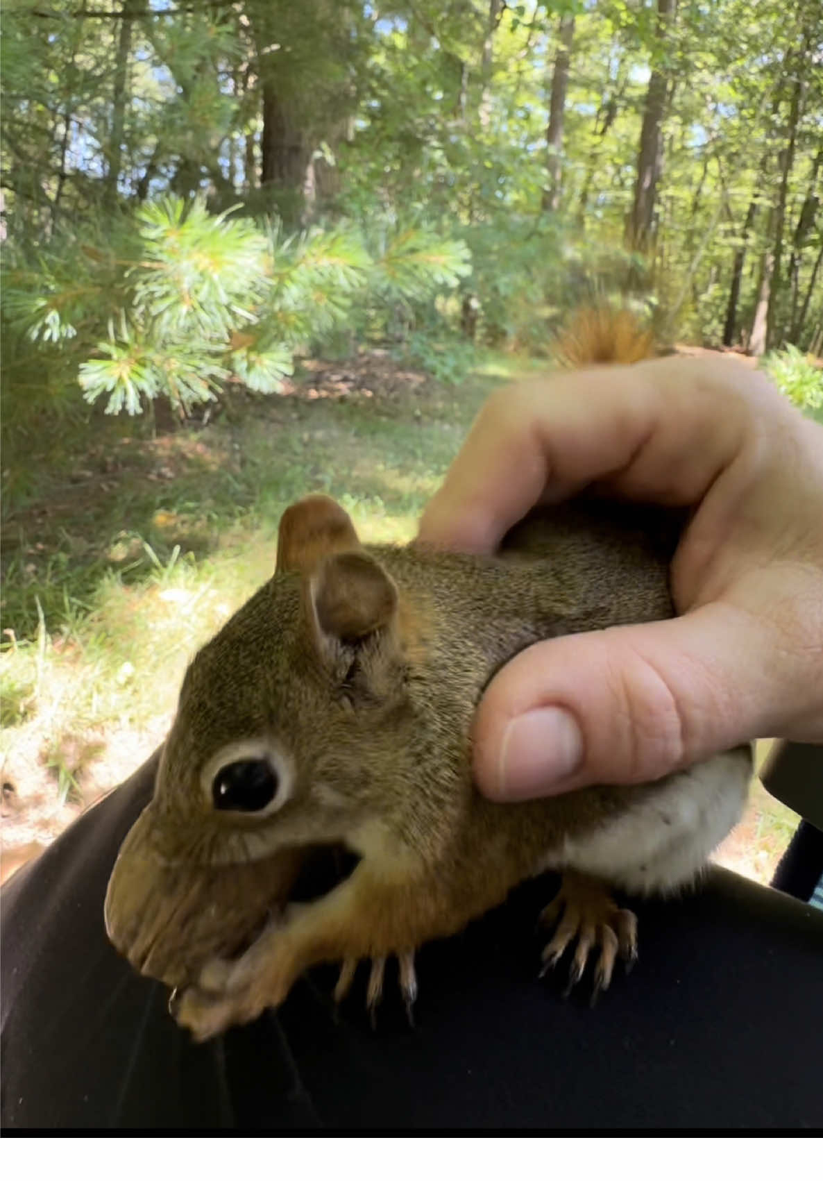 Henry and Squirrelette take turns! 😊🌰🐿️🌰🐿️❤️  #squirrelwhisperer #amazing #squirrel #Henry #Squirrelette #squirrelfriends #backyardwildlife #connectwithnature #melgsbackyard #melgsbackyardsquirreling