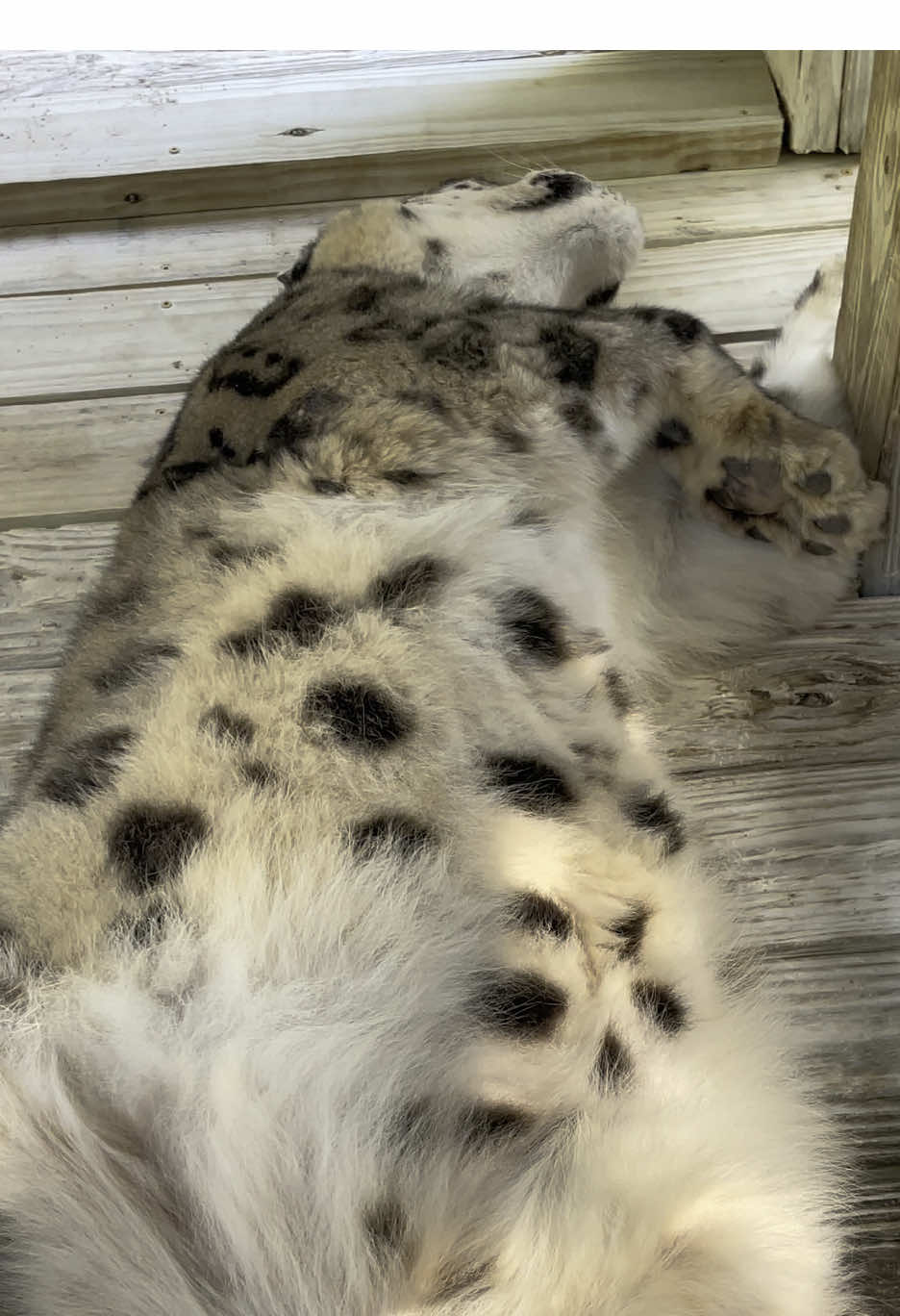 Dante’s deep in dreamland… and that fluffy belly is stealing the show! #snowleopard #leopard 