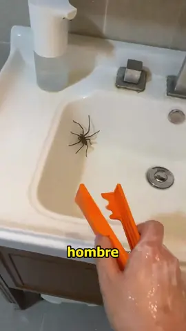 What’s scarier than a spider #animals #spider #cat 