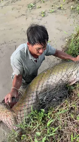 Amazing Fisherman Skills Hunting 55KG Giant Arapaima #fishing 
