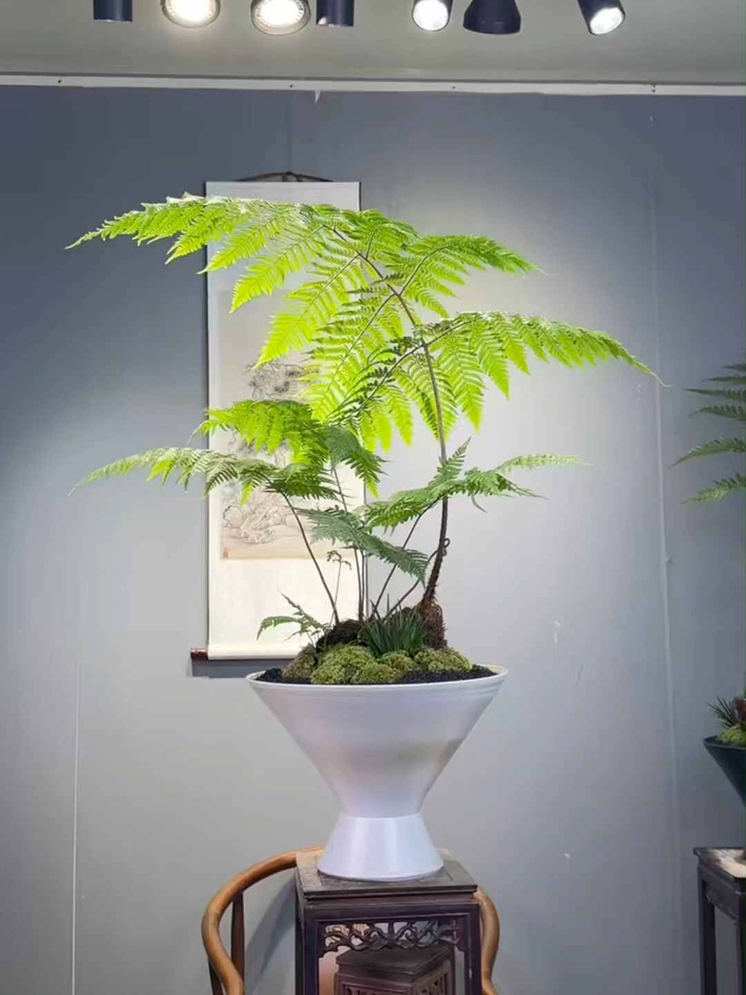 🌿 DƯƠNG XỈ CULI – NHỎ GỌN, ĐỘC ĐÁO, DỄ CHĂM Bạn đang tìm một chậu cây xinh xắn, nổi bật mà không tốn công chăm? Chậu dương xỉ culi sẽ là lựa chọn khiến ban công hay bàn làm việc trở nên sống động hơn bao giờ hết! 🎁 Có thể phối chậu theo yêu cầu #caycanhhanoi #duongxiculi #caytrangtri #caytrongtrongnha #cayxinh #cayvanphong #duongxi