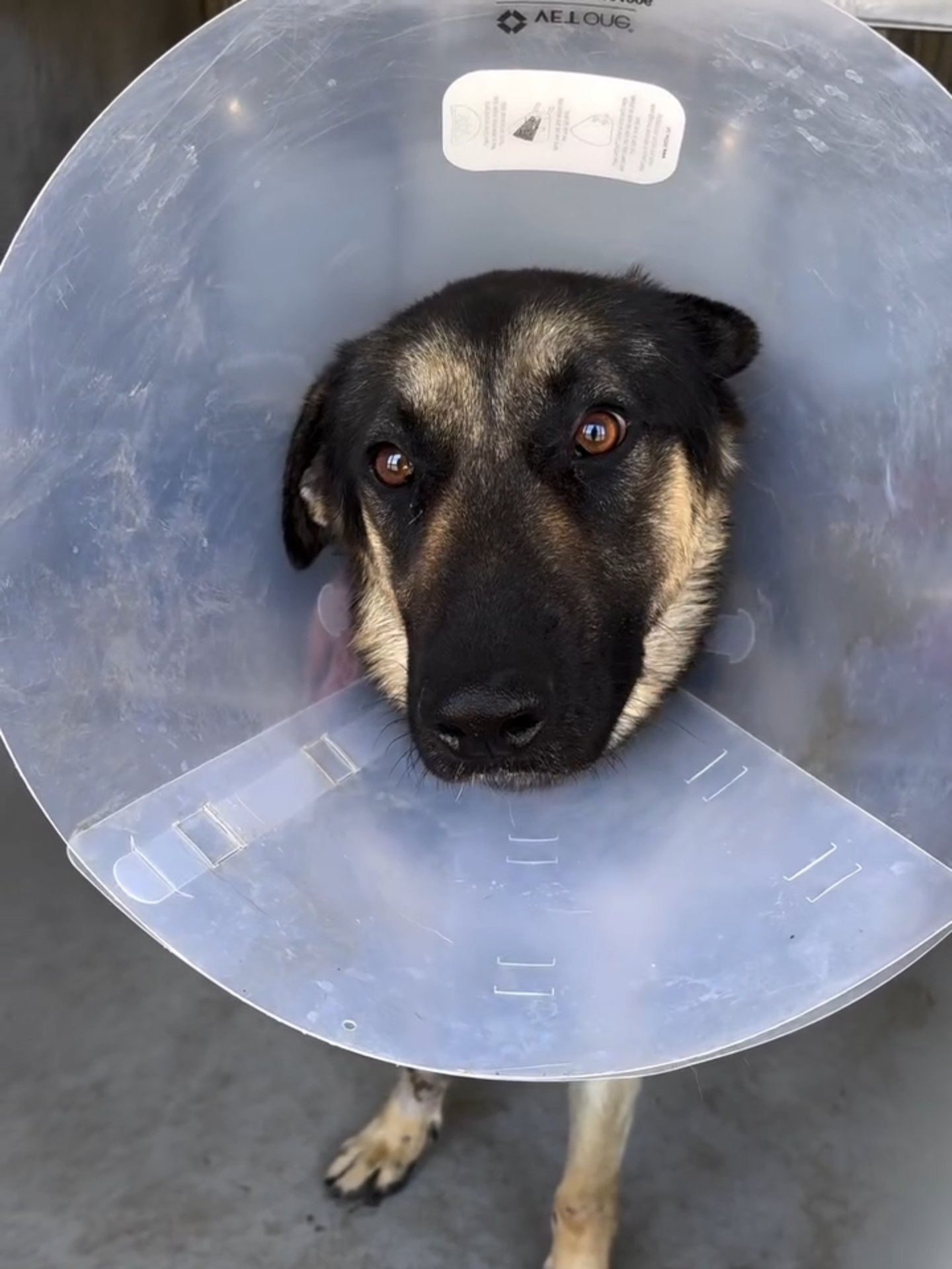Bobby wasn’t born broken. He was once just a goofy, happy two-year-old German Shepherd—strong, loyal, full of life. But somewhere along the way, someone gave up on him. He was found alone, injured, and scared, with a deep laceration on his belly and painful swelling from trauma. He was taken to a vet, where he was neutered and had his wounds surgically repaired, but instead of recovery in a quiet home, Bobby was returned to a loud, stressful shelter. Because of his injuries and fear, Bobby tried to protect himself. He growled. He snapped. The shelter environment—chaotic, overwhelming, and cold—can bring out the worst in even the best dogs. Now he’s labeled “Rescue Only” and is scheduled for euthanasia. He doesn’t understand what he did wrong. He’s just trying to survive. He needs someone to see beyond the notes on his kennel—to see the dog who once trusted, once played, once loved. Bobby needs a rescue. A safe place. A chance to heal. He’s only two years old. This doesn’t have to be the end of his story. Please don’t let it be. #A822300 _______ 📍 Devore Animal Shelter 19777 Shelter Way San Bernardino, CA 92407 📞 Phone: (909) 386-9820 📧 Rescue Email: SBAC.Rescue@dph.sbcounty.gov 🕘 Hours: • Mon–Tue, Thu–Fri: 10:00 AM – 6:30 PM • Wednesday: 10:00 AM – 7:00 PM • Sat–Sun: 10:00 AM – 5:00 PM #f #fy #fyp #fypage #gsd #rescue #adopt #dog #puppy #puppies #tiktok #dogsoftiktok #husky #foster #germanshepherd #viral #shelter #ca #la #cali #fypシ #foryou #parati #usa #california #losangeles #share #foster #video #pup