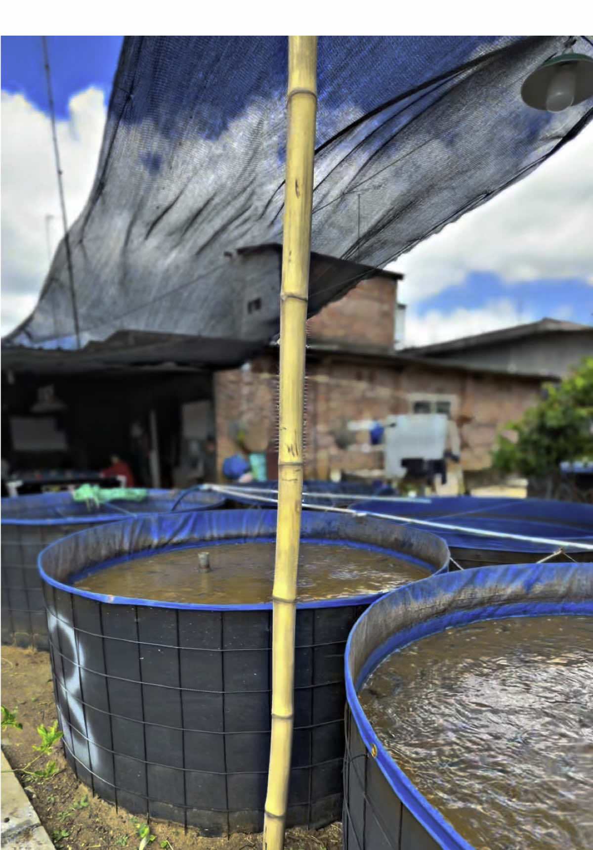ikan lele isi 10-12 sekilo #panenikan #ikanlele #kolamterpal #petanilele #edukasi #fakesituation⚠️ #u4 #CapCut #fyp 