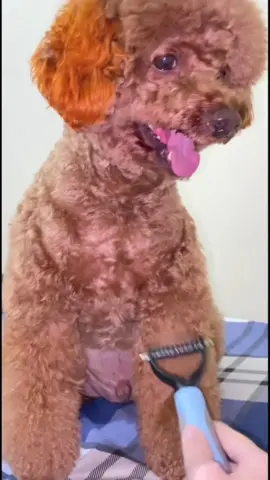 Lược Tẩy Tỉa Lông Thú Cưng #phukiennuoipet #pet #cat #cute #tiktok #trend #tiktokshop #trending #dog #dogs #review #dethuong #luottaylongchomeo #lược 